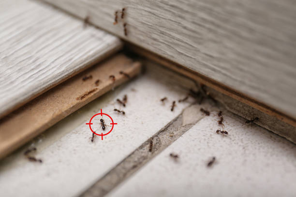 Best Best Pest Control Companies  in Gra Forks Af, ND